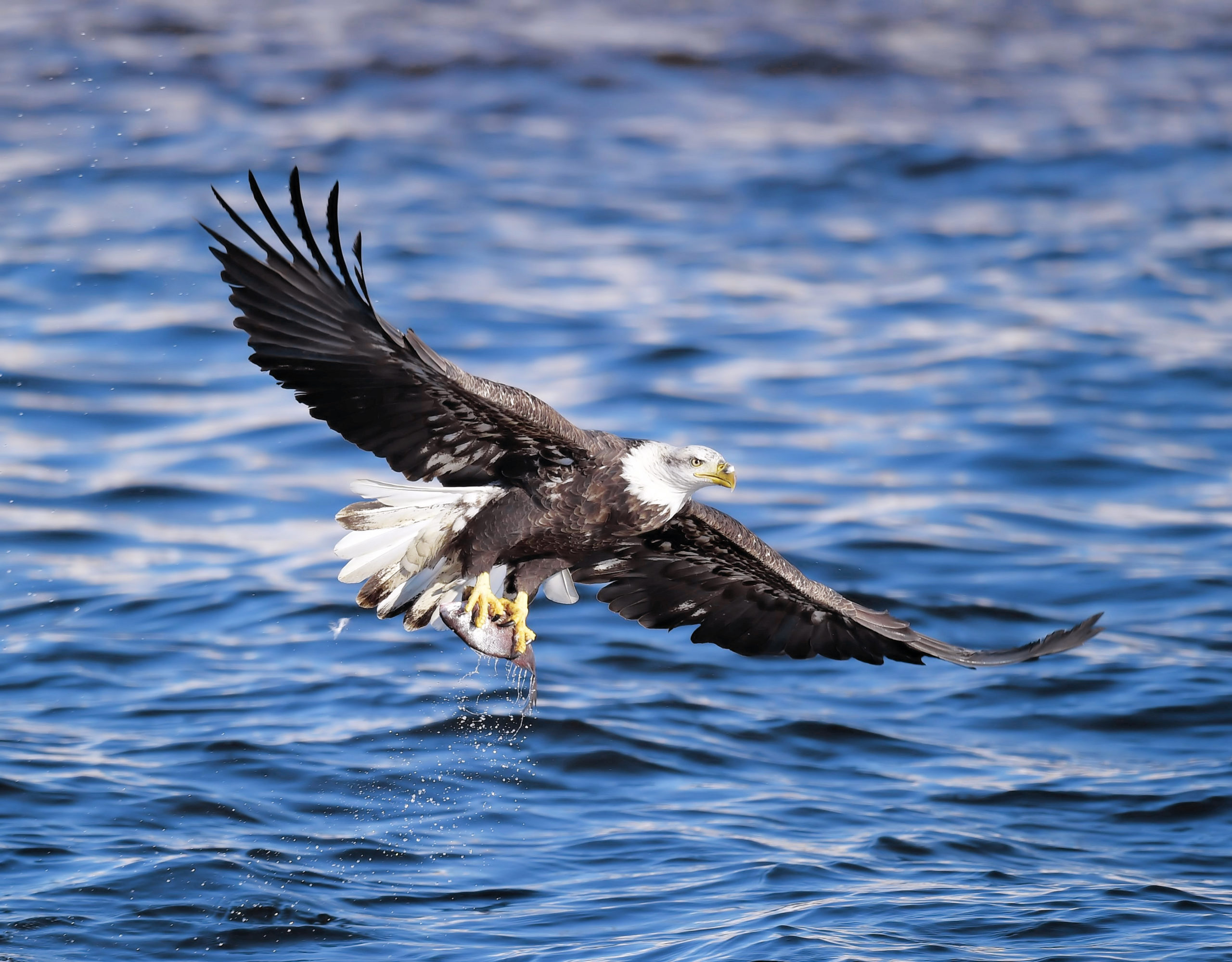 Flying Fish  National Wildlife Federation