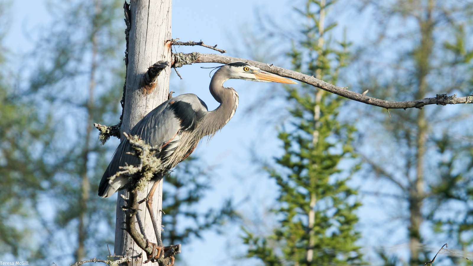 Great Blue Heron on tree limb