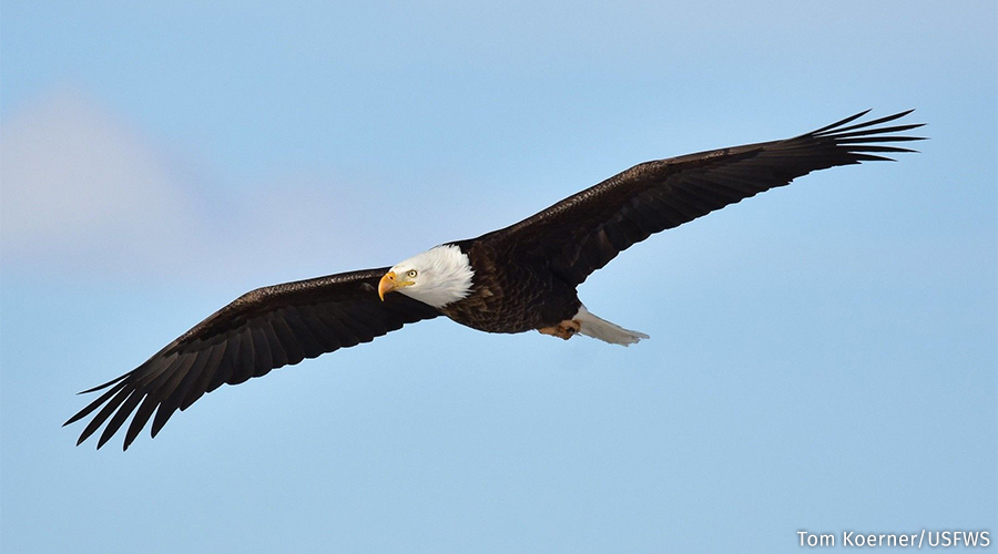 bald eagle flying