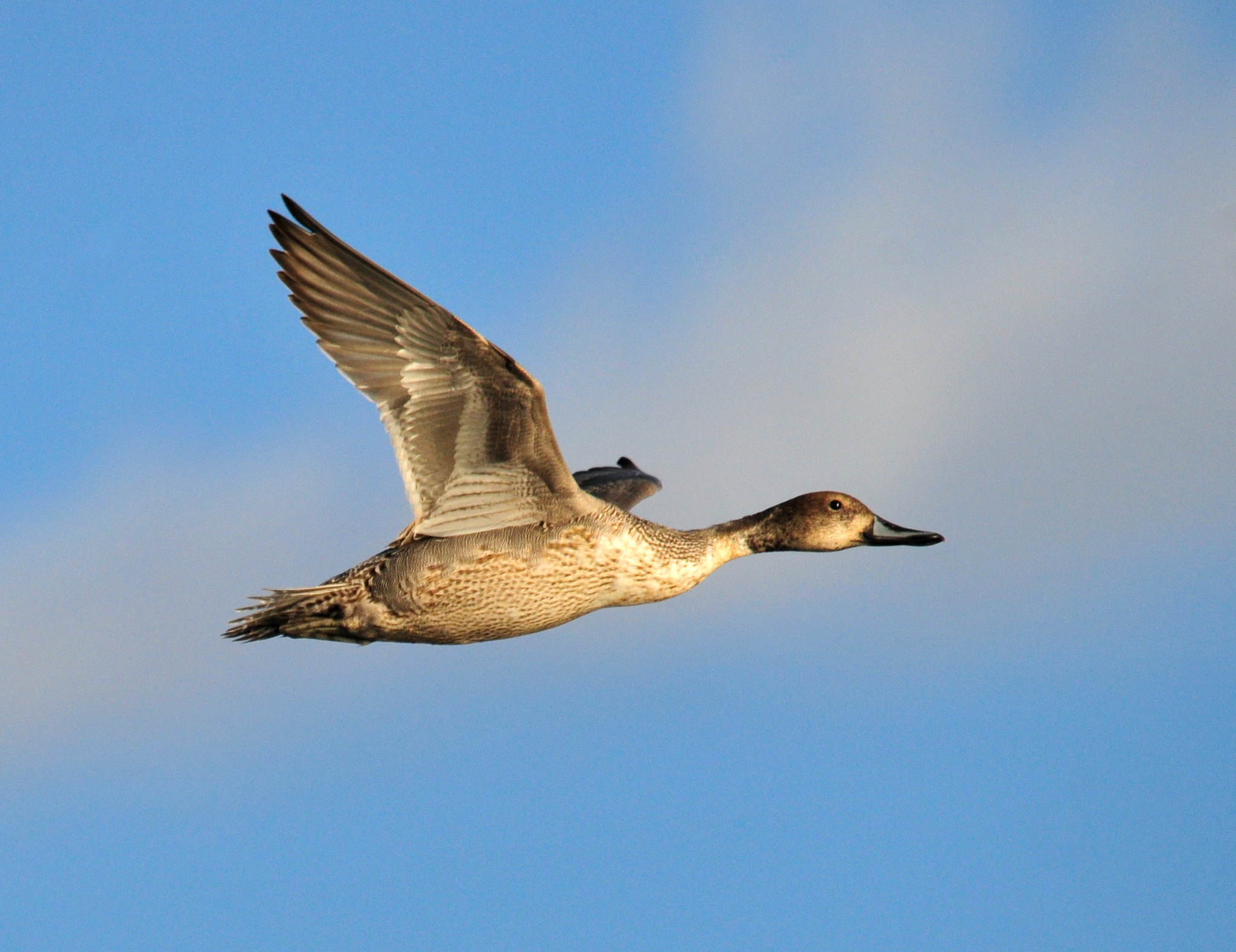 northern pintail in flight