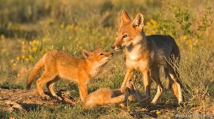 Two swift fox kits playing with an adult swift fox