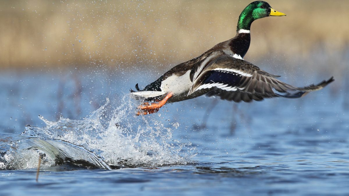 Male mallard duck taking flight from water