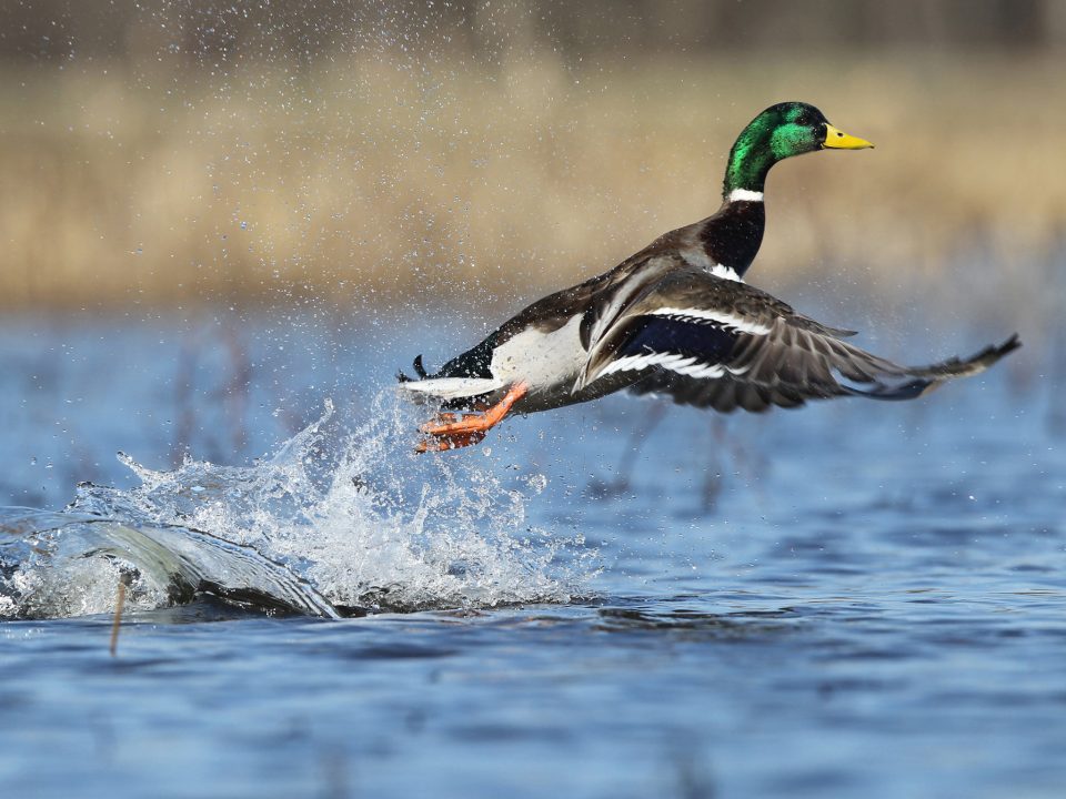 Male mallard duck taking flight from water