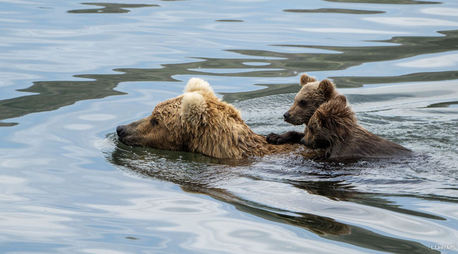 Swimming brown bear with two cubs