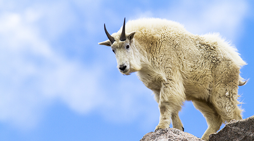 Mountain goat on a cliff