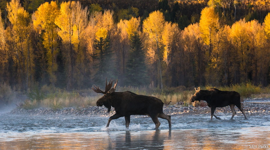 A male and female moose wading through water in front of a yellow forest