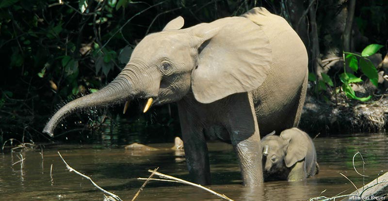 An adult and baby elephant wade in water