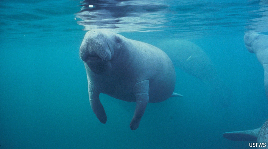 Urge your senators and member of Congress to help species like manatees by fully supporting and helping pass the Recovering America’s Wildlife Act.