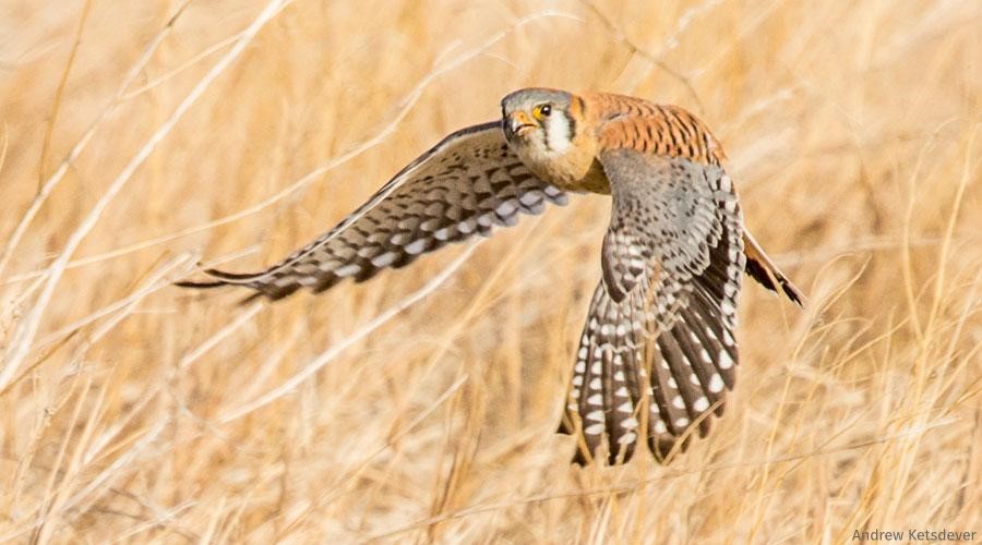Ask your senators to save America’s vulnerable wildlife, like American kestrel, by supporting the Recovering America’s Wildlife Act.