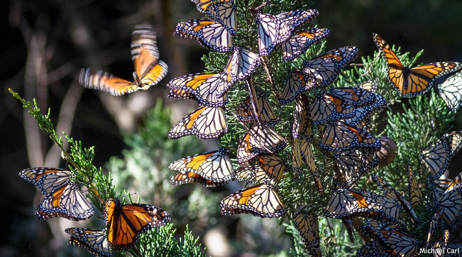Monarch butterflies perched on a branch