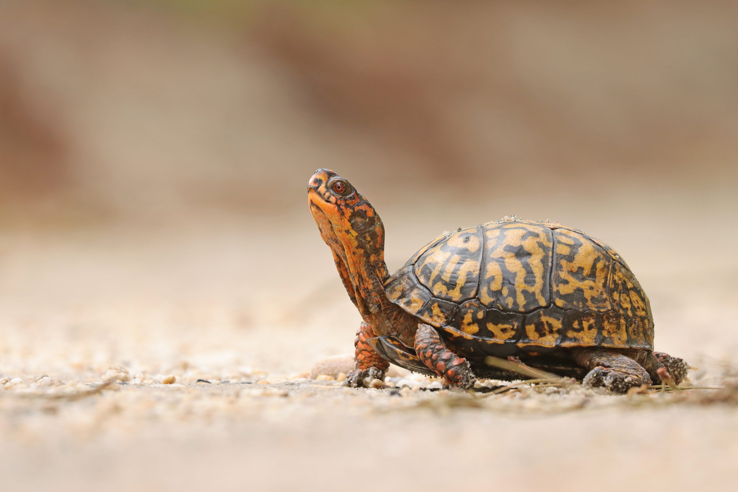 National Wildlife Federation Action Fund Endorses Andy Beshear for ...