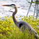 A great blue heron stands at the waters edge at Mason Neck Wildlife Refuge