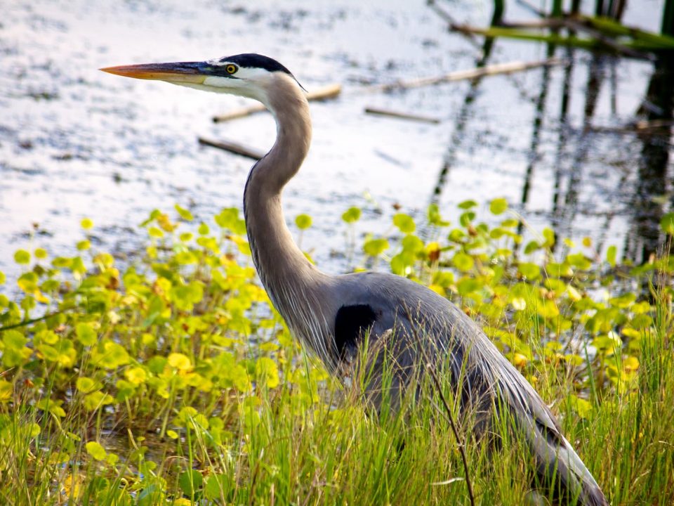 A great blue heron stands at the waters edge at Mason Neck Wildlife Refuge