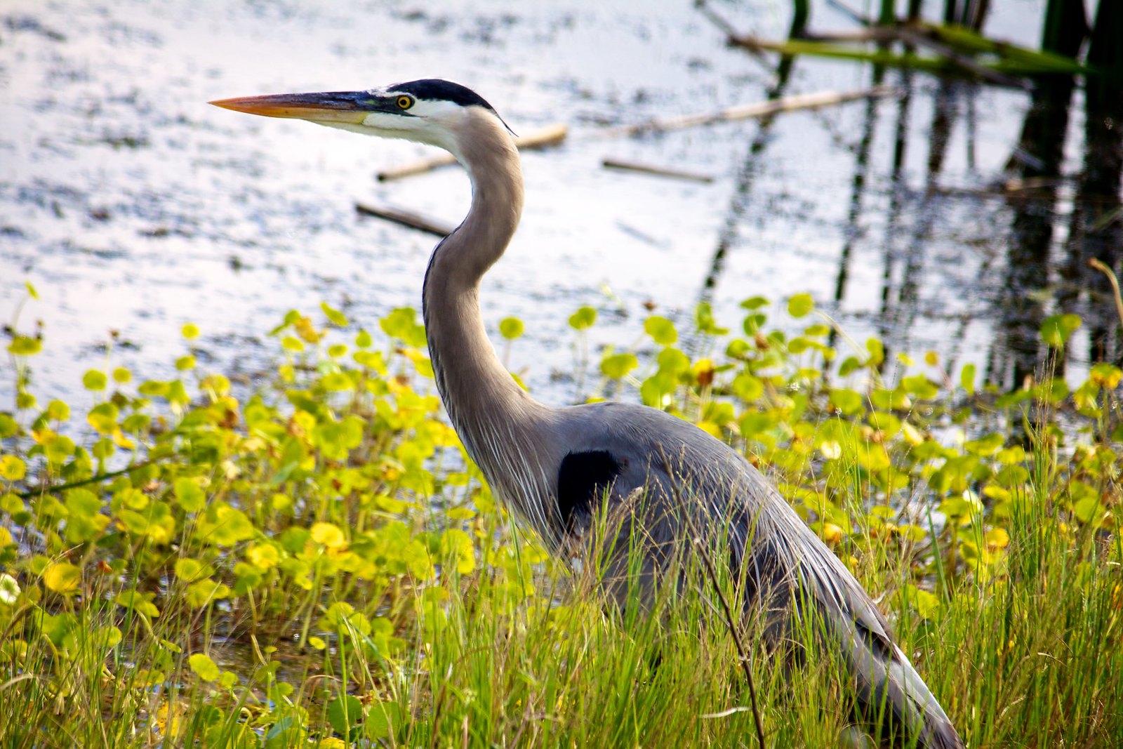 A great blue heron stands at the waters edge at Mason Neck Wildlife Refuge