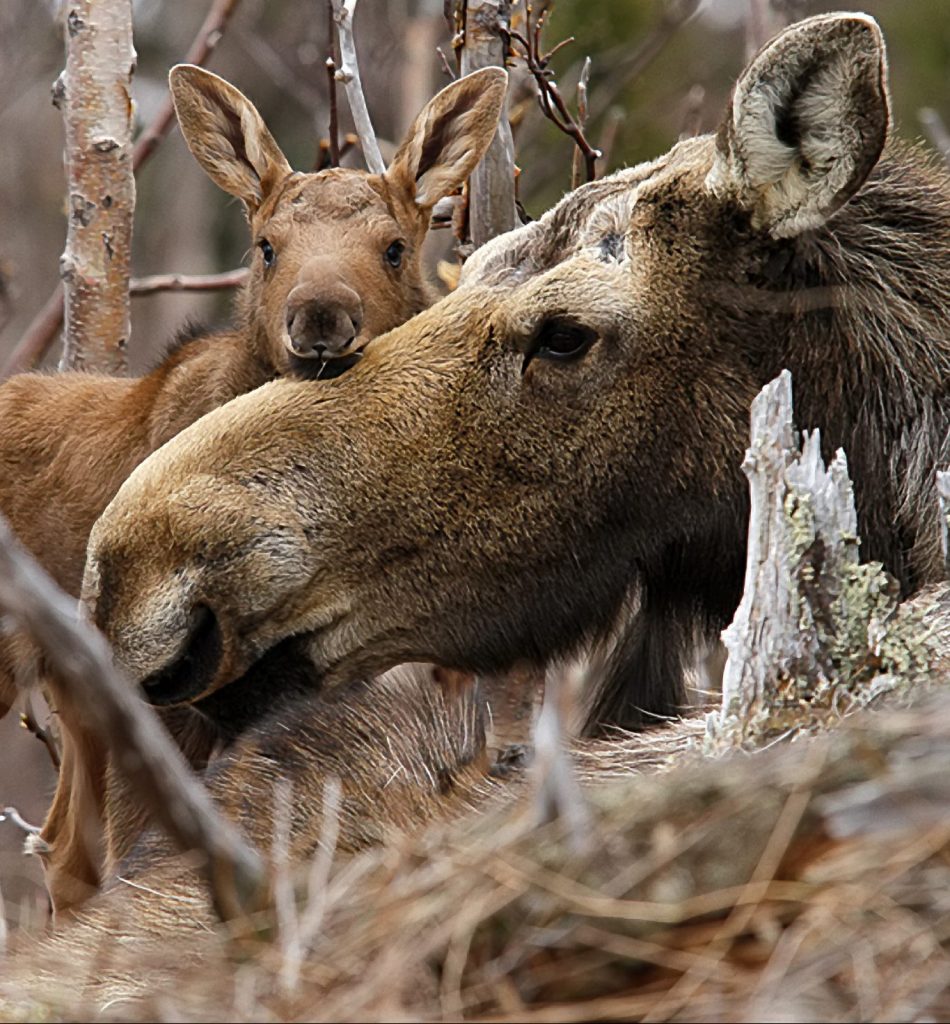 A moose calf rests it's head on it's mother's.
