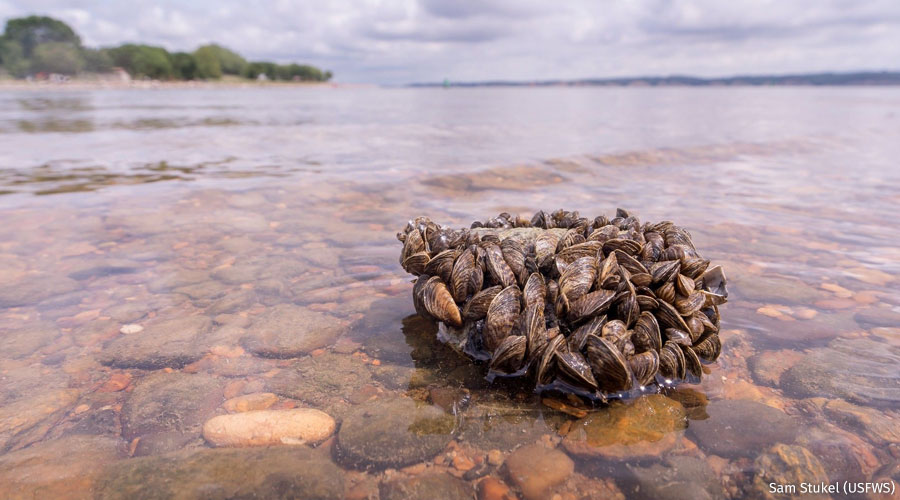 A cluster of zerbra mussels in shallow water