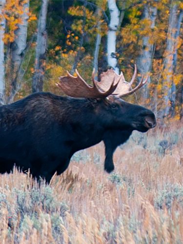 A bull and female moose stand facing one another in front of a forest