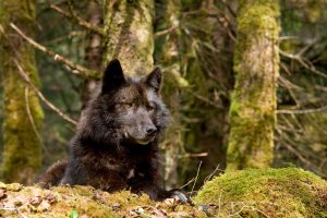 A dark-colored wolf in a green mossy forest