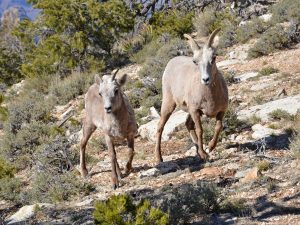 Two desert bighorn sheet walk among rocks and brush