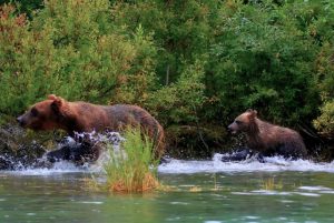 An adult and cub grizzly bear wade through water