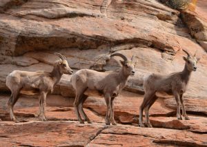 Three desert bighorn sheep stand on a red rock cliff.