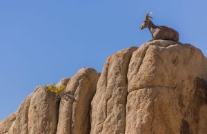 A desert bighorn sheep lies down at the edge of a red rock cliff
