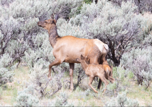 An elk mother and calf in Yellowstone National Park