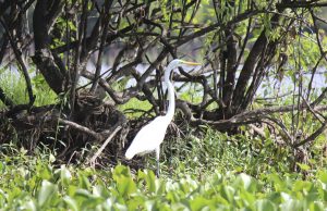 A great egret in a Louisiana wetland