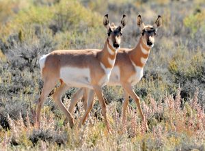 A pair of pronghorns