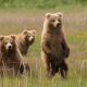 Three yearling brown bears look towards the camera