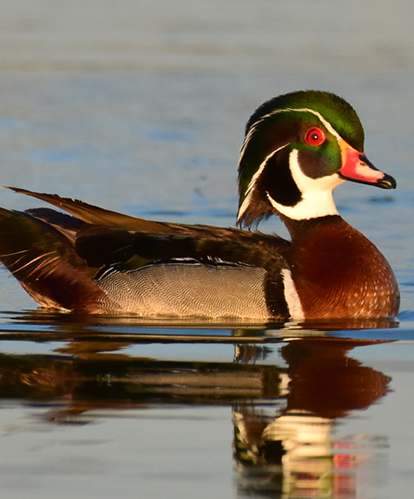 A wood duck sitting in water