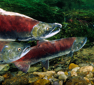 Salmon swimming in a river