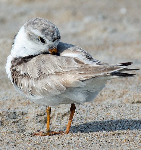 A piping plover tucks it's head into it's back feathers