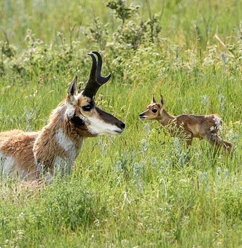 A fawn approaches a male pronghorn in a grassy field