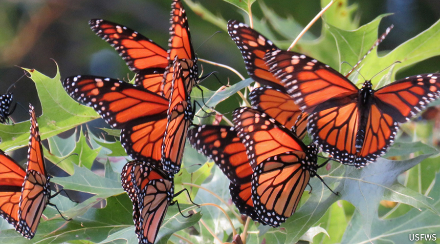 a group of monarch butterflies perch on a leafy branch