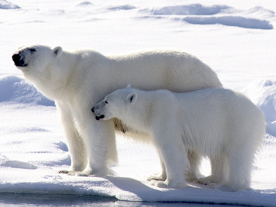 An adult and juvenile polar bear stand on a sheet of ice at the edge of water.