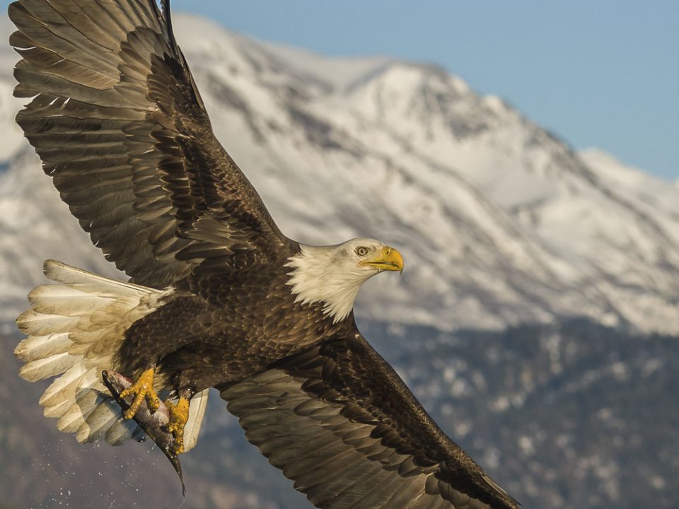 A bald eagle soars in front of a mountain over a body of water carrying a fish in it's talons