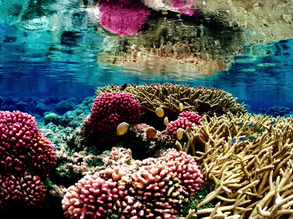 Coral reef