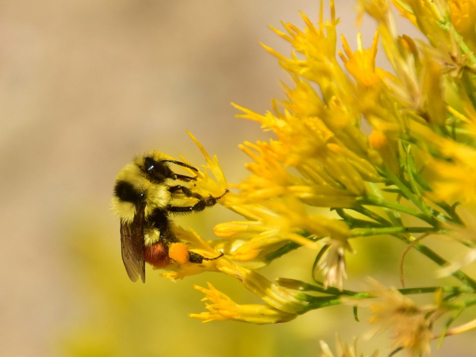 Hunts Bumblebee, USFWS
