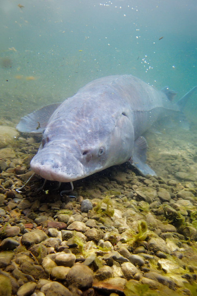 Lake Sturgeon