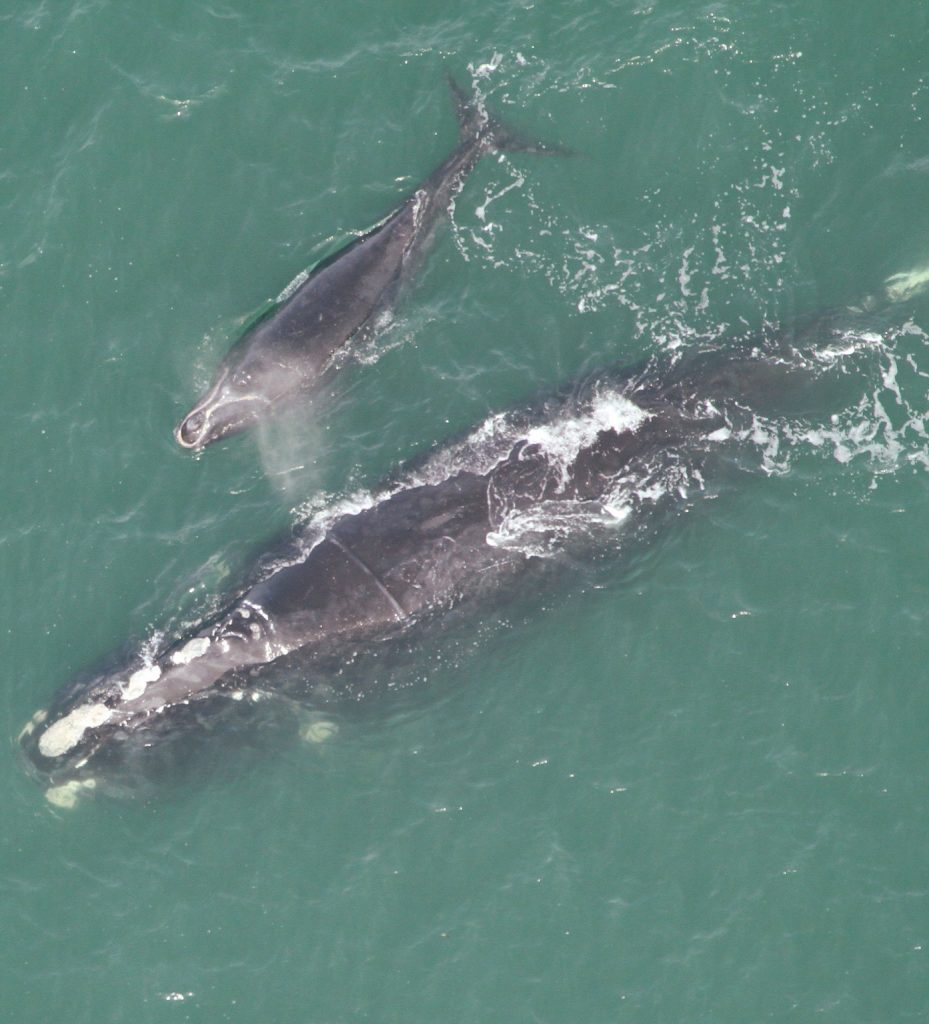 North atlantic right whale and calf