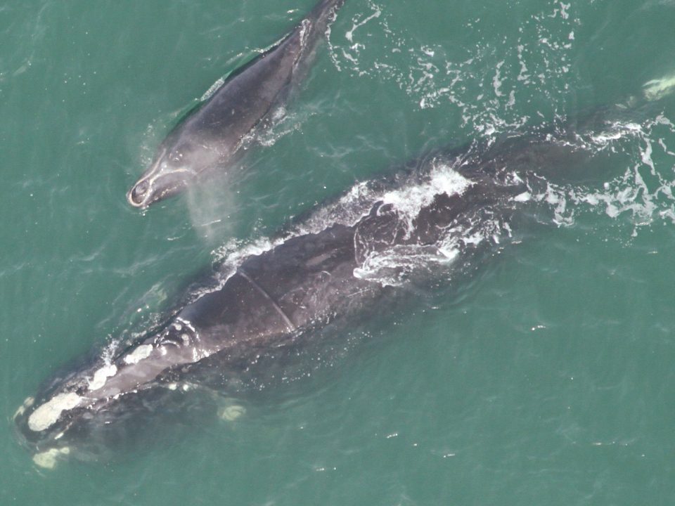 North atlantic right whale and calf