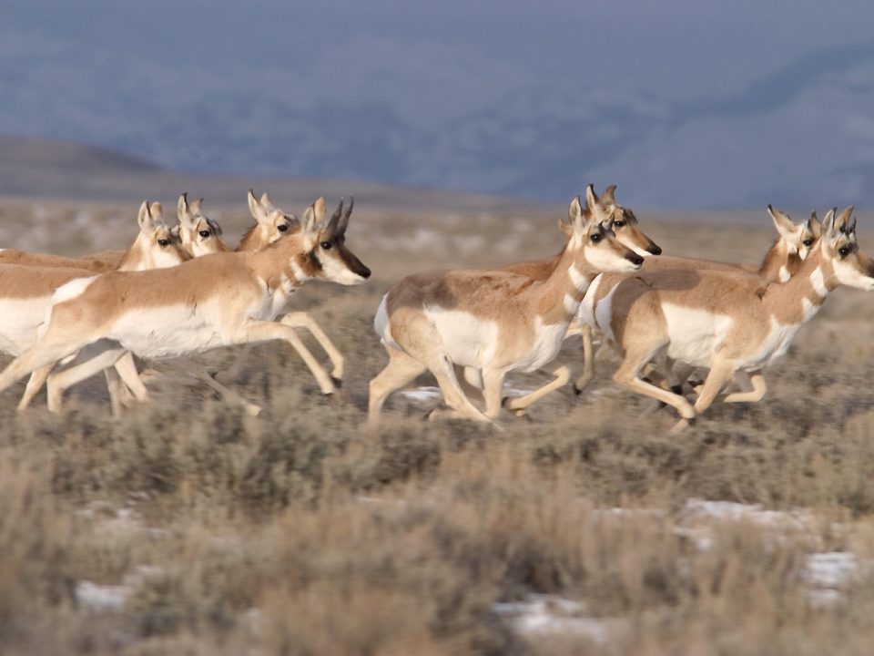 Pronghorn herd running