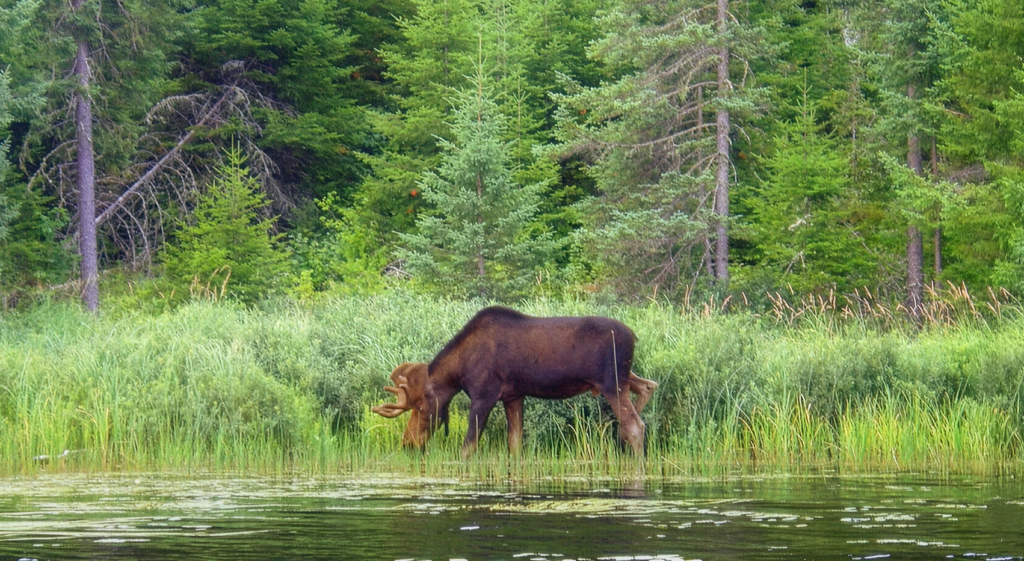 © briandjan607/flickr