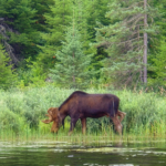 © briandjan607/flickr