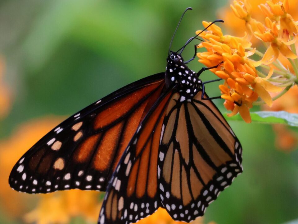 Monarch butterfly