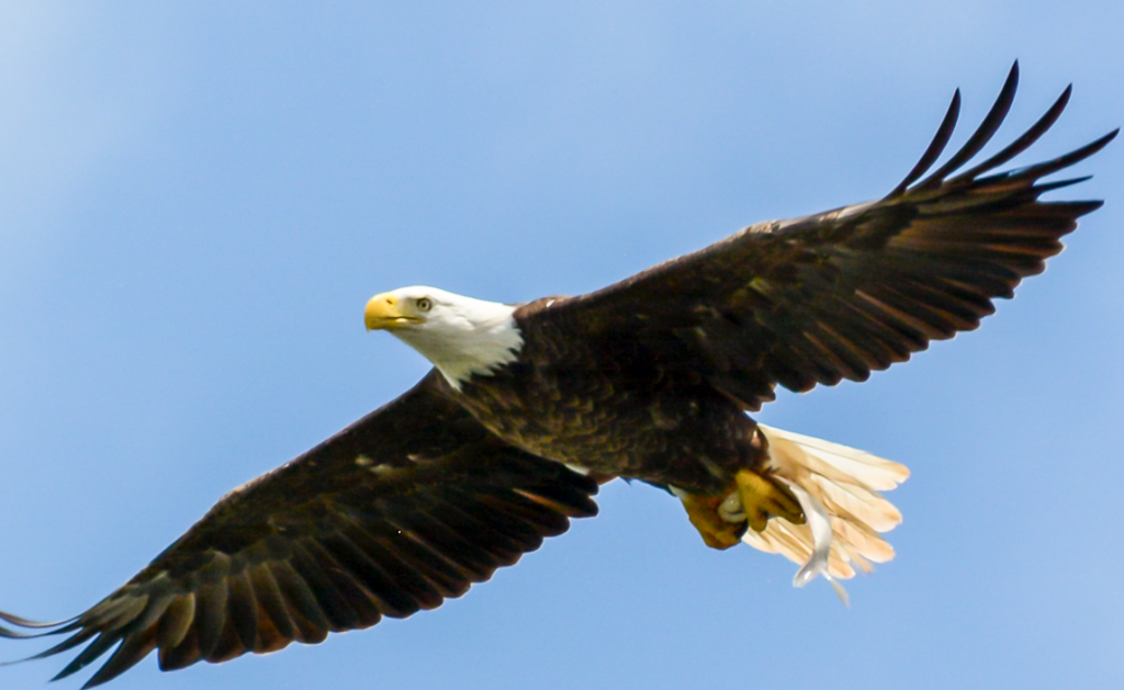 Bald Eagle