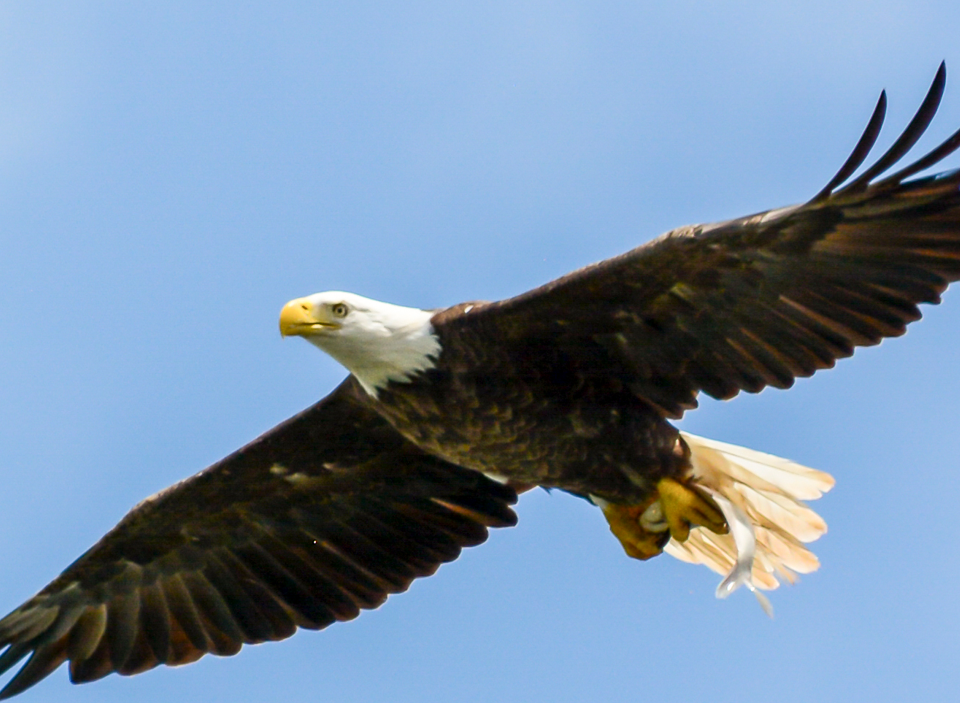 Bald Eagle