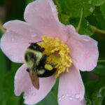 bumblebee on swamp rose