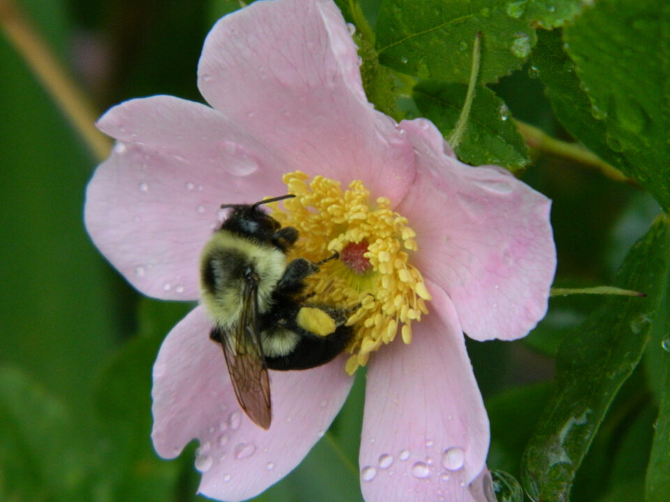bumblebee on swamp rose